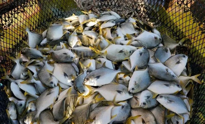 金鯧魚(yú)為何要盡量少吃