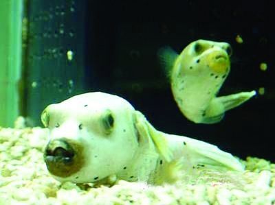 龍魚老是往魚缸下面游：龍魚在魚缸底部游動的行為可能是由于環境因素引起的