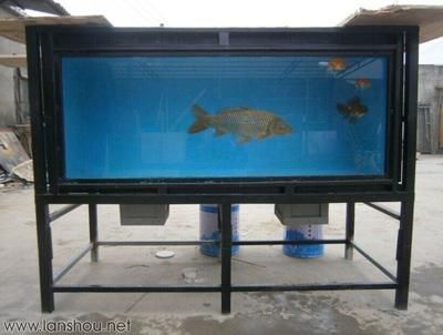 龍魚開缸需要多久：龍魚開缸需要多長時間確保水質和生態環境的穩定和生態環境