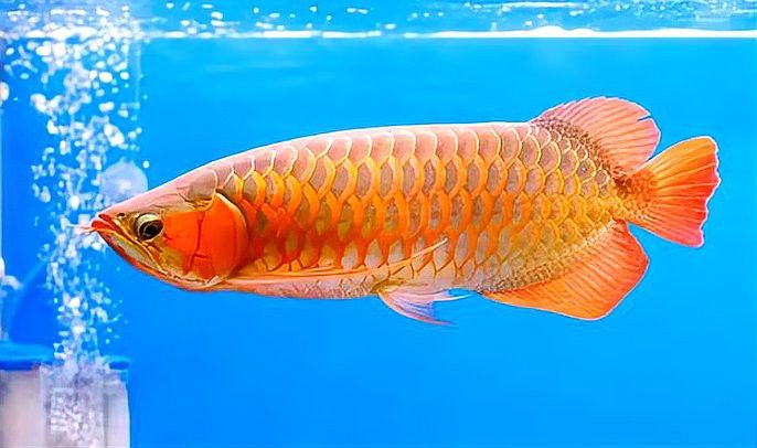 東海小白龍魚怎么養的活