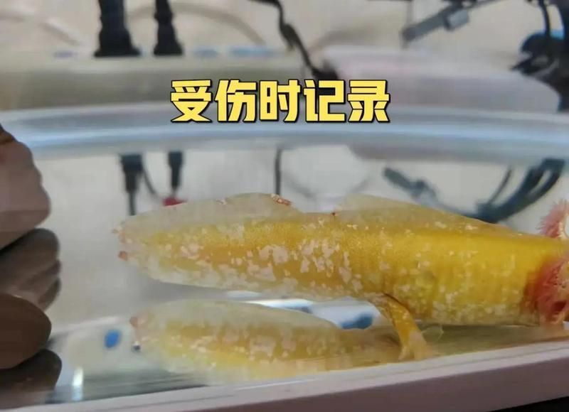 龍魚鰓蓋打傷了能自愈嗎