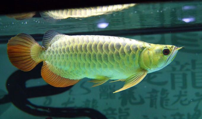 龍魚只開口不吃怎么辦？：喂食龍魚時發現它只開口不吃 龍魚只開口不吃怎么辦？：喂食龍魚時發現它只開口不吃 龍魚百科 第2張