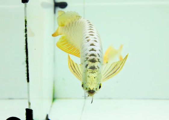 龍魚只開口不吃怎么辦？：喂食龍魚時發現它只開口不吃 龍魚只開口不吃怎么辦？：喂食龍魚時發現它只開口不吃 龍魚百科 第1張