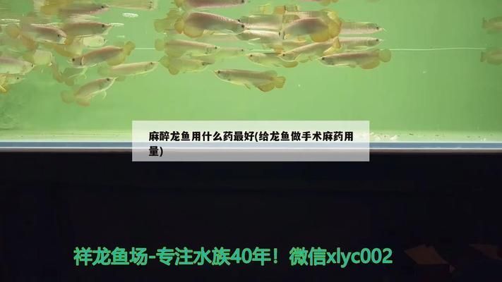 給龍魚做手術麻藥用量：給龍魚使用麻藥時麻藥的使用方法