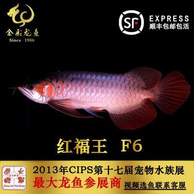紅福王f5龍魚：紅福王f5龍魚的價(jià)格是多少