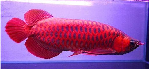 赤焰紅龍魚：赤焰紅龍魚市場價格波動原因如何鑒別高品質紅龍魚