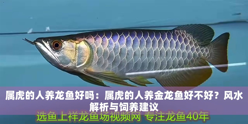 屬虎的人養龍魚好嗎：屬虎的人養金龍魚好不好？風水解析與飼養建議