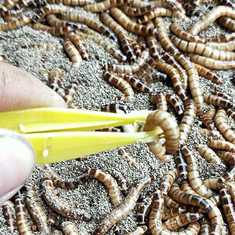 龍魚喂大麥蟲優缺點是什么：龍魚喂大麥蟲優缺點