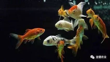 龍魚喂活的小魚需要注意什么（喂養(yǎng)龍魚時使用活的小魚作為食物是一種常見的做法）