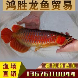 金龍魚活體價格行情：金龍魚活體價格因品種和規格不同而有所差異