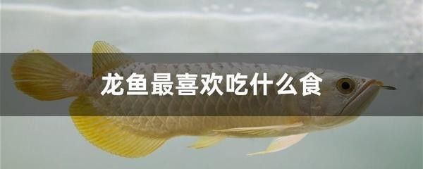 龍魚能吃活魚嗎有毒嗎會死嗎：龍魚可以吃活魚嗎？