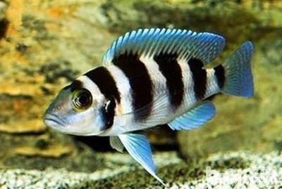 銀龍魚(yú)苗適宜的水溫范圍：如何穩(wěn)定銀龍魚(yú)苗水溫，銀龍魚(yú)苗水溫波動(dòng)影響