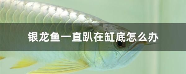 銀龍魚趴缸底的最佳治療（銀龍魚趴缸底可能由多種因素引起水質問題、環境變化）