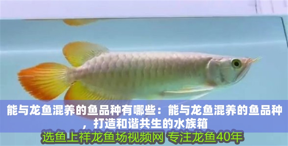 能與龍魚混養的魚品種有哪些：能與龍魚混養的魚品種，打造和諧共生的水族箱