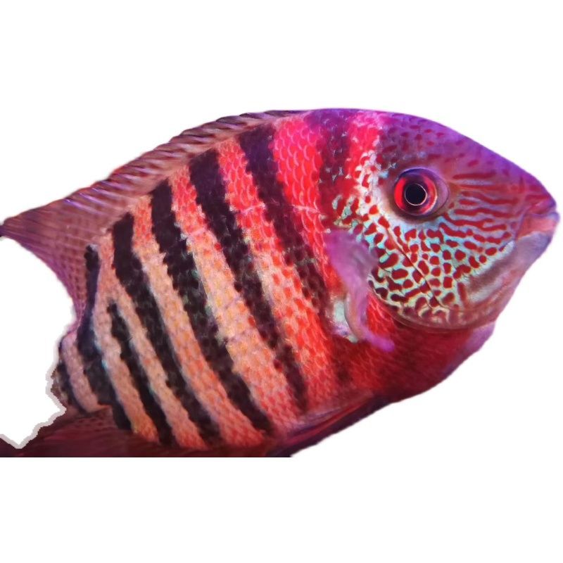 龍魚的虎斑是什么品種的魚類：龍魚中帶有虎斑特征的具體品種是幾種可能與虎斑相關的龍魚品種