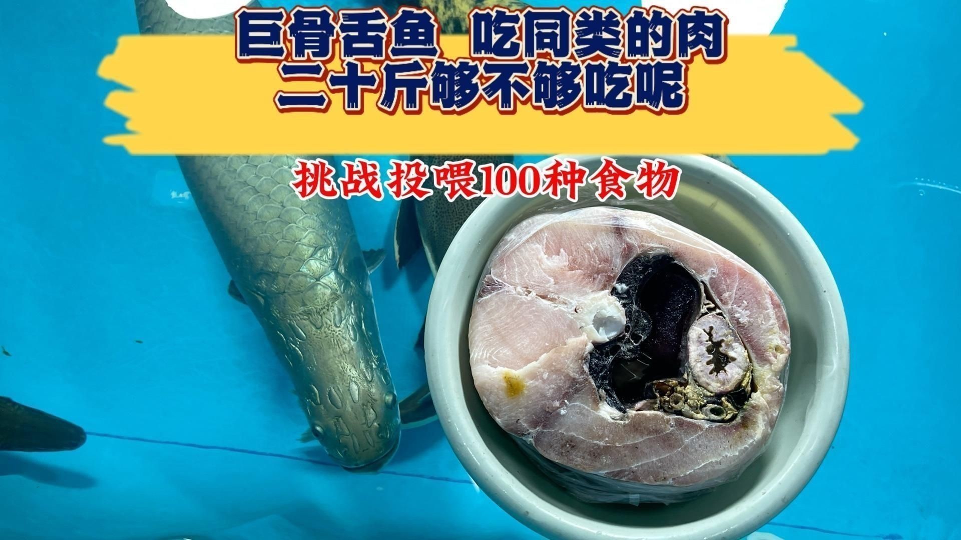 巨骨舌魚好吃嗎 巨骨舌魚好吃嗎 龍魚百科 第1張