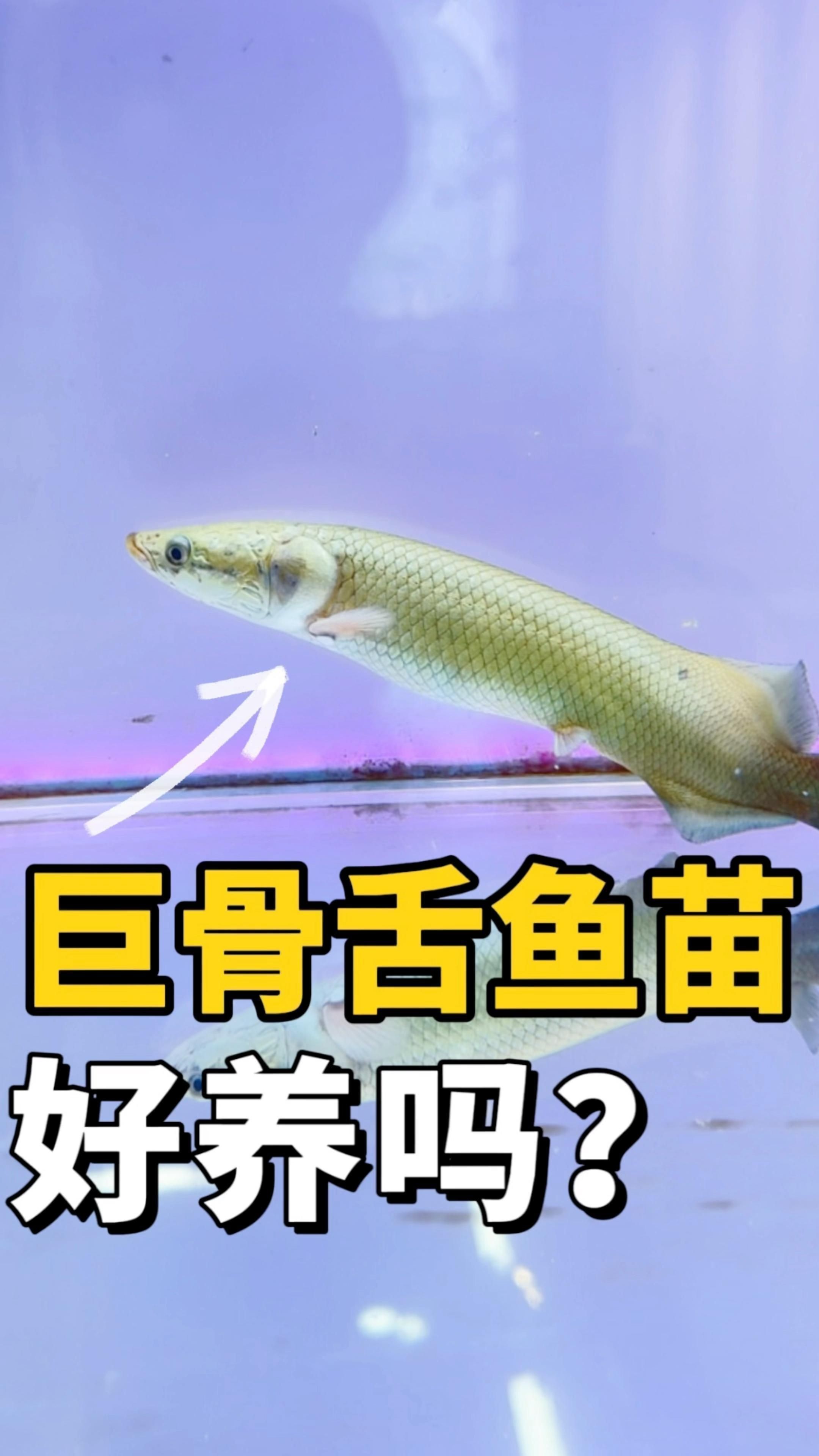 巨骨舌魚好吃嗎 巨骨舌魚好吃嗎 龍魚百科 第2張