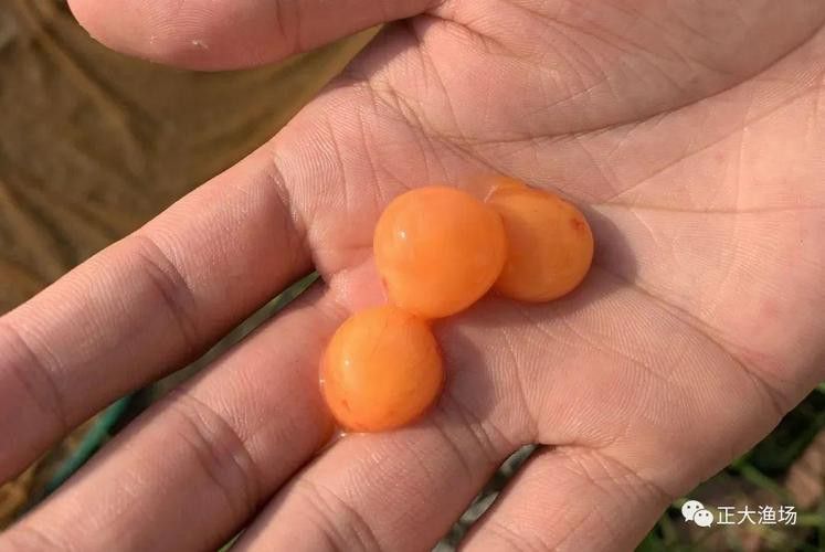 血紅龍的價格為何如此之高？