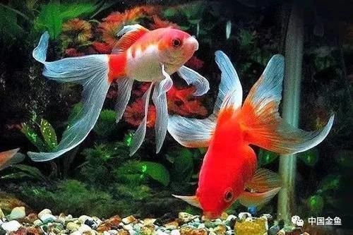 馬來西亞紅龍魚多少錢一條啊視頻：馬來西亞紅龍魚價格解析，一條紅龍魚究竟要多少錢？