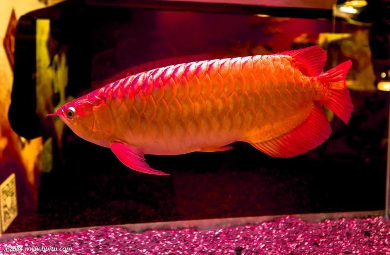 紅龍魚的生長環境是什么（紅龍魚的飼養方法全攻略紅龍魚的飼養方法全攻略）