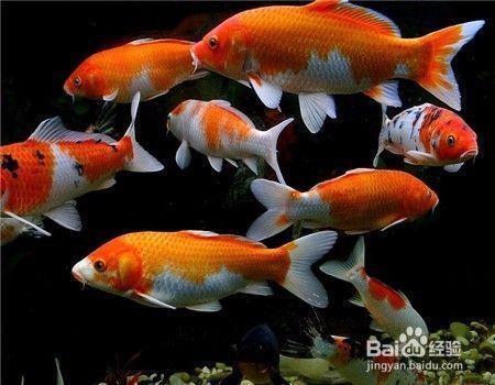 龍鳳錦鯉最佳飼養環境：龍鳳錦鯉適宜水溫范圍