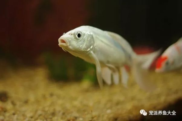 龍鳳錦鯉最佳飼養環境：龍鳳錦鯉適宜水溫范圍