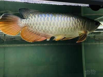 新手入手龍魚的適宜尺寸是多大：新手入手龍魚的適宜尺寸