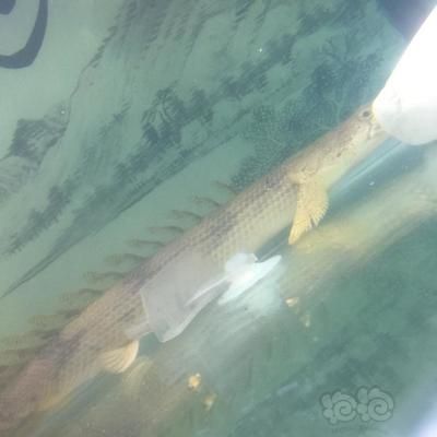 新手入手龍魚的適宜尺寸是多大：新手入手龍魚的適宜尺寸