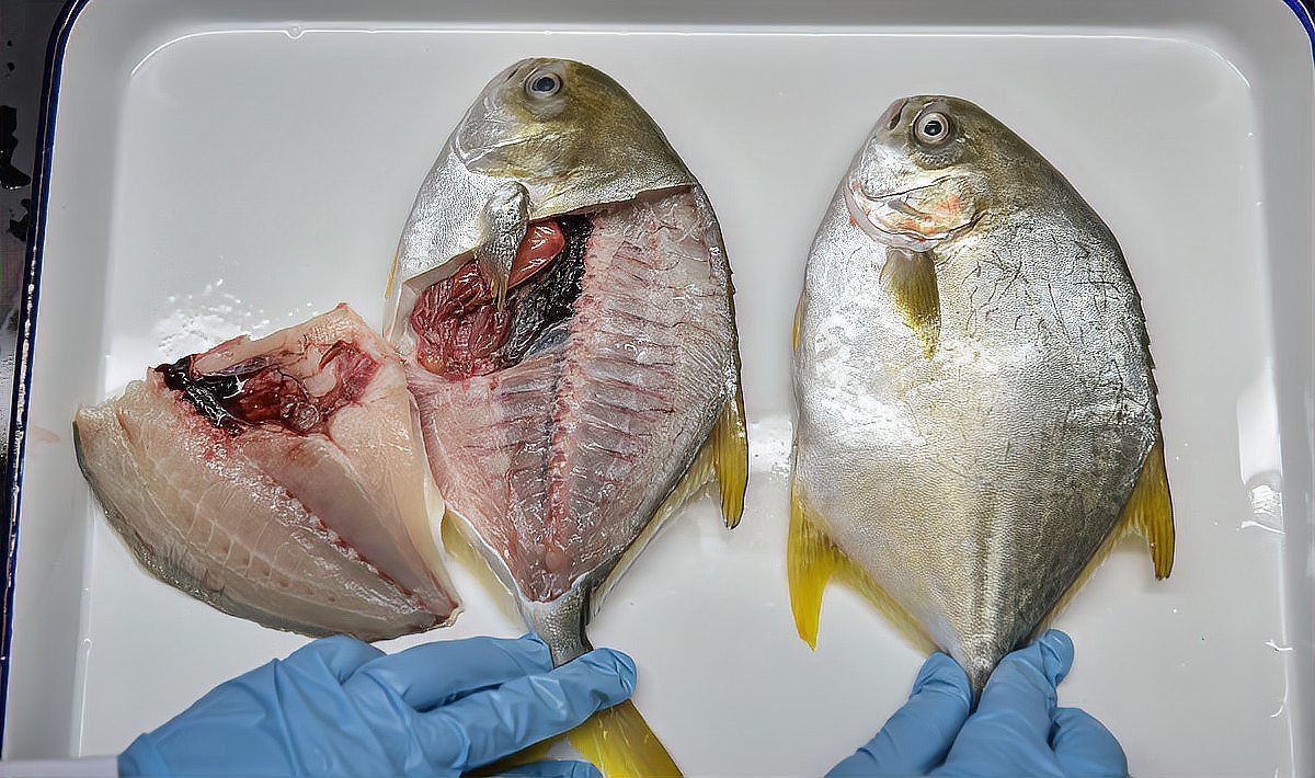 金鯧魚貴還是銀鯧魚貴
