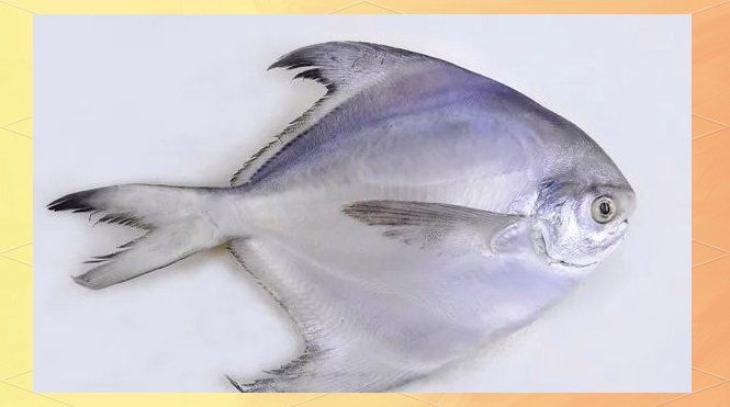 金鯧魚貴還是銀鯧魚貴