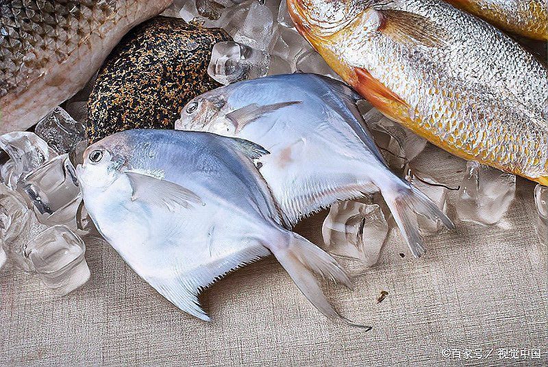 金鯧魚貴還是銀鯧魚貴