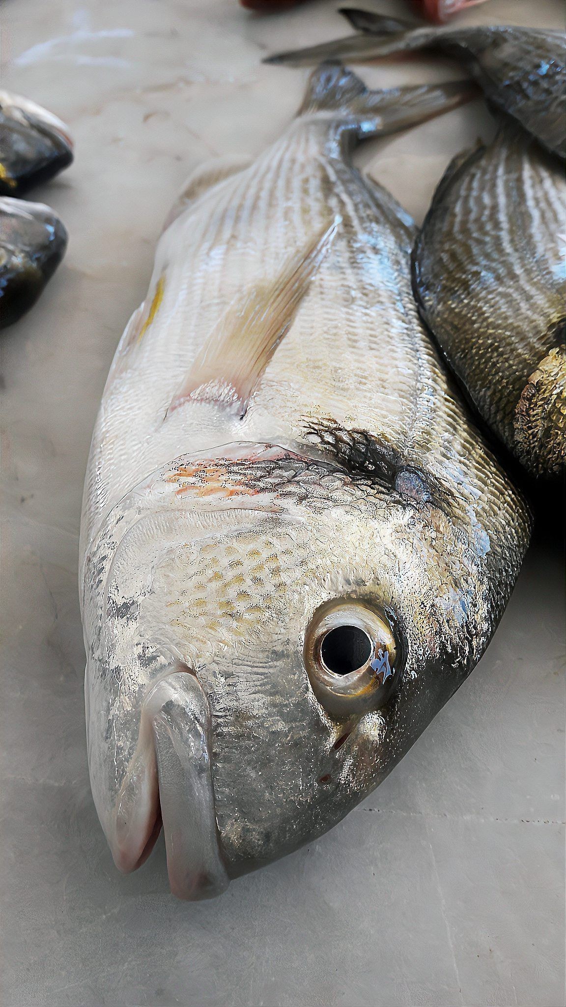 金鯧魚貴還是銀鯧魚貴