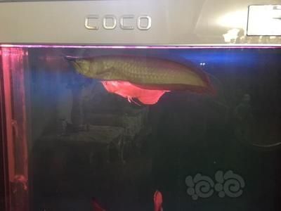 龍魚魚尾下垂是什么原因：龍魚魚尾下垂可能是由多種因素引起的