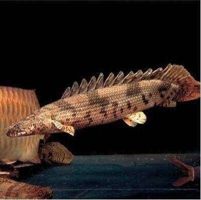 六角恐龍魚介紹作文450字：六角恐龍魚是一種生活在五億年前晚三疊世的海洋生物