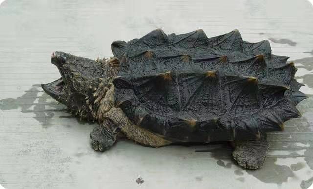 六角恐龍魚介紹作文450字：六角恐龍魚是一種生活在五億年前晚三疊世的海洋生物