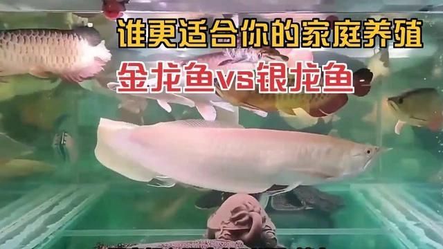 金龍好養還是銀龍好養 金龍好養還是銀龍好養 龍魚百科 第4張