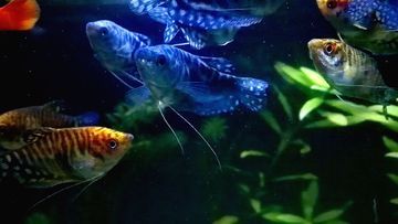 黃藍(lán)曼龍魚可以和什么魚一起養(yǎng)殖：黃藍(lán)曼龍魚可以和什么魚混養(yǎng)