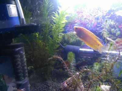 黃藍(lán)曼龍魚可以和什么魚一起養(yǎng)殖：黃藍(lán)曼龍魚可以和什么魚混養(yǎng)