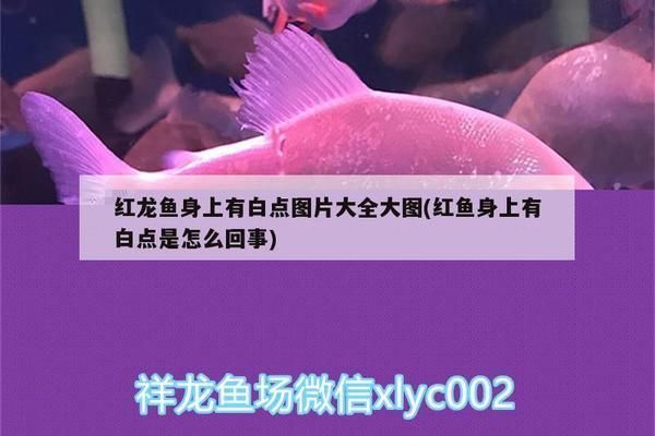 紅龍魚身上長白點怎么治（紅龍魚身上長白點可能由多種疾病引起，以下幾種疾病的治療方法）