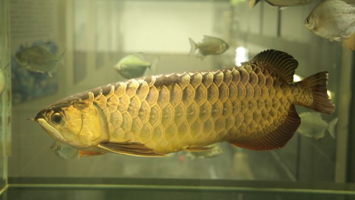 過背金龍魚喂什么發色好一點：如何自制金龍魚營養飼料，金龍魚挑食怎么辦
