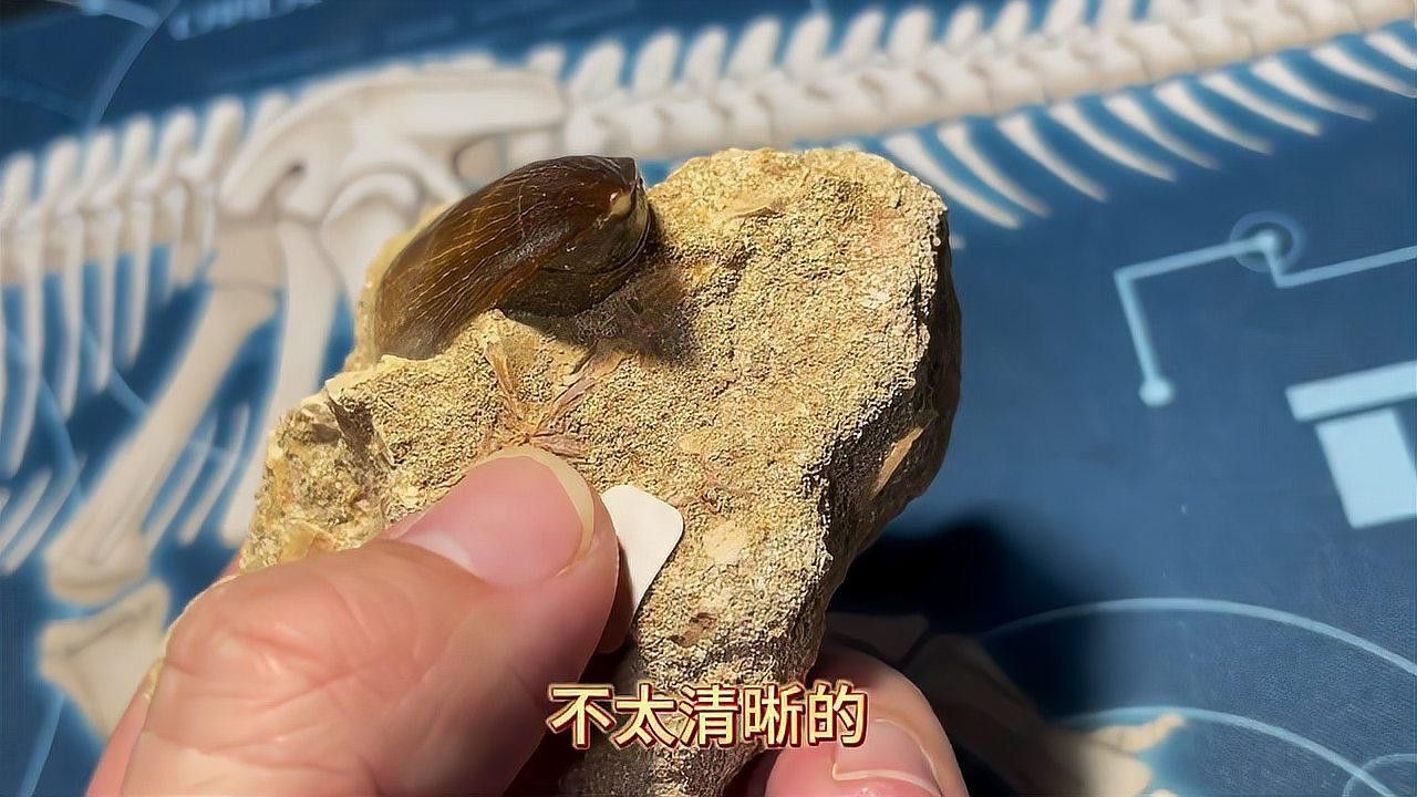滄龍化石的保存狀態如何？