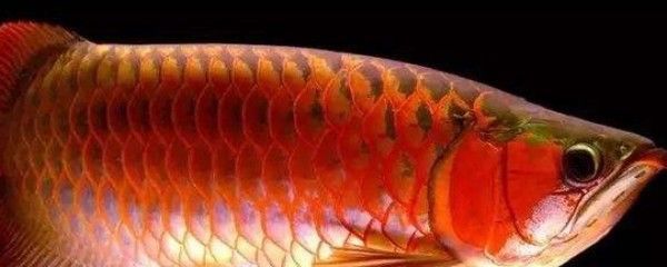 紅龍魚品種多樣性影響：紅龍魚品種多樣性對于養殖者來說至關重要