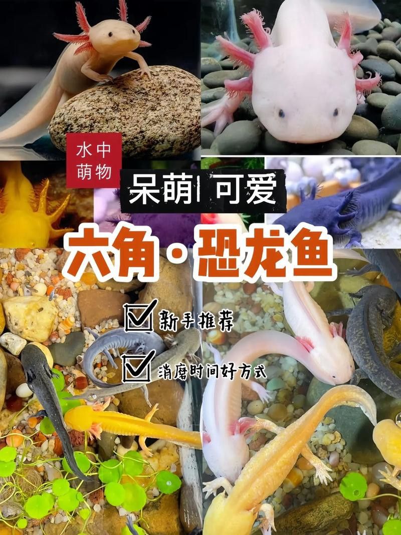 胭脂魚和六角龍魚能混養(yǎng)嗎圖片 龍魚百科 第19張 胭脂魚和六角龍魚能混養(yǎng)嗎圖片 胭脂魚和六角龍魚能混養(yǎng)嗎圖片 龍魚百科 第19張