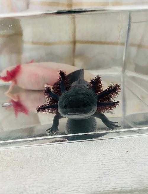 胭脂魚和六角龍魚能混養(yǎng)嗎圖片 龍魚百科 第25張 胭脂魚和六角龍魚能混養(yǎng)嗎圖片 胭脂魚和六角龍魚能混養(yǎng)嗎圖片 龍魚百科 第25張