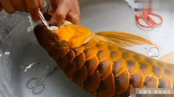 紅龍魚吃食視頻大全圖片欣賞（紅龍魚吃食視頻大全圖片欣賞下載）