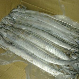 馬來西亞帶魚和舟山帶魚的區別