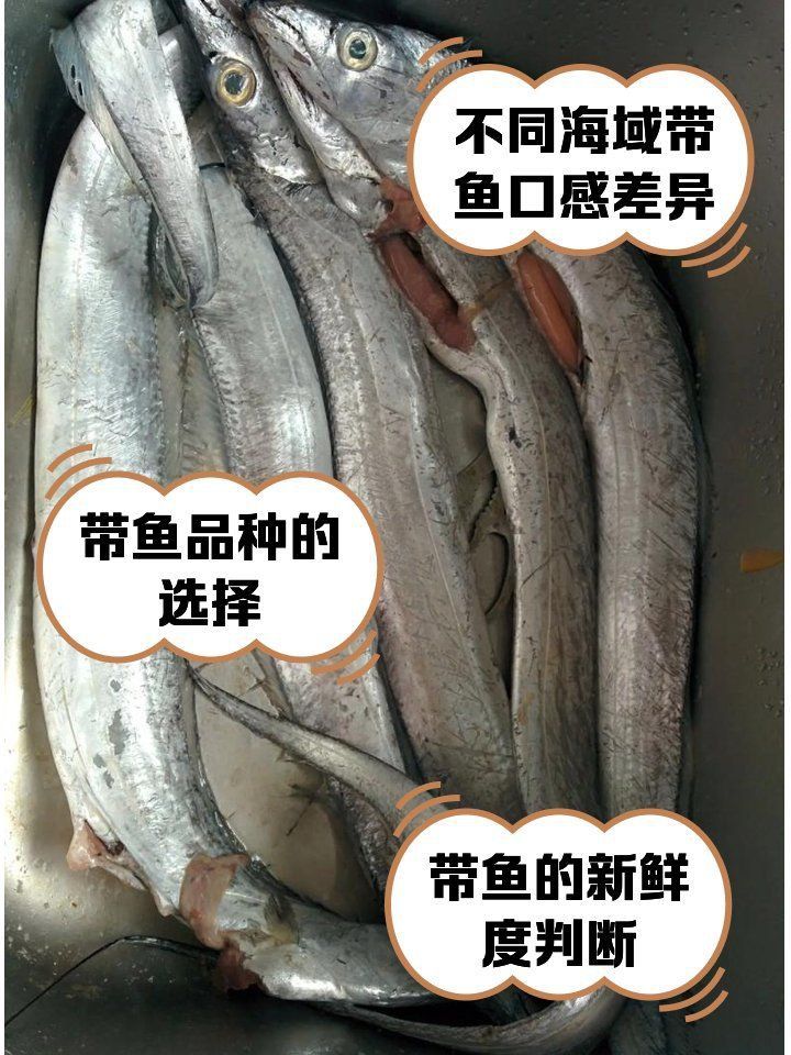 馬來西亞帶魚和舟山帶魚的區別