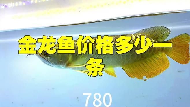 金龍魚一條多少錢市場(chǎng)價(jià)
