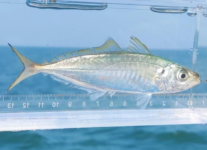 巴龍魚是什么魚圖片大全視頻 龍魚百科 第1張 巴龍魚是什么魚圖片大全視頻 巴龍魚是什么魚圖片大全視頻 龍魚百科 第1張