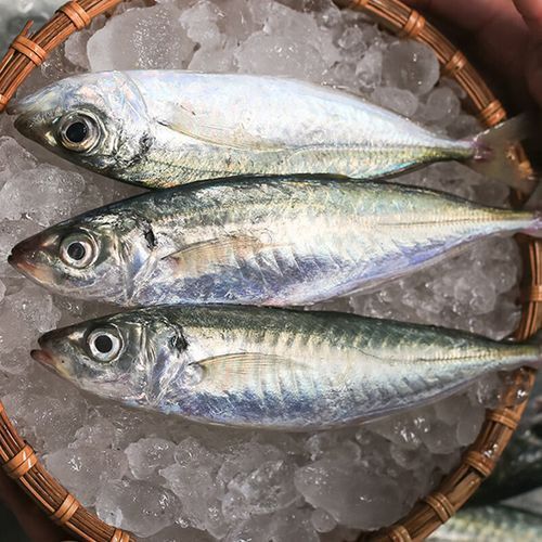 巴龍魚是什么魚圖片大全視頻 龍魚百科 第4張 巴龍魚是什么魚圖片大全視頻 巴龍魚是什么魚圖片大全視頻 龍魚百科 第4張